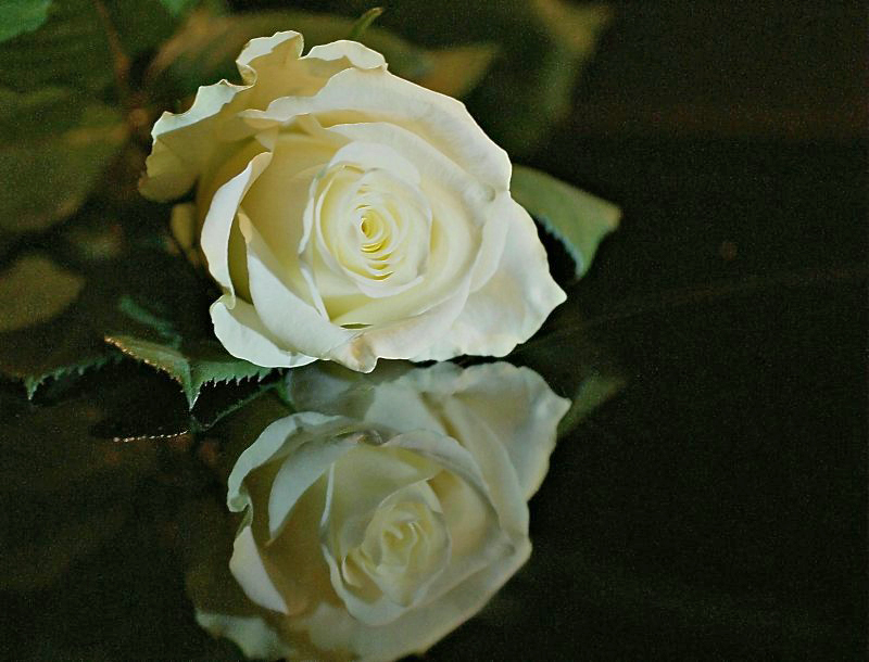 Weisse Rose
